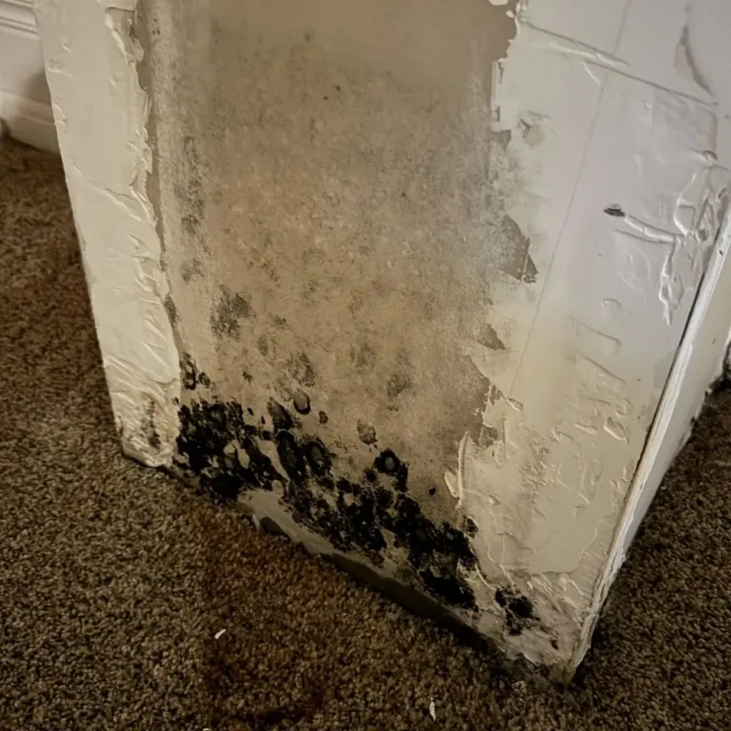 Professional Mold Removal in Henderson, KY